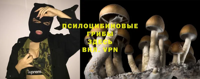 Галлюциногенные грибы Psilocybe  купить закладку  Красноуфимск 